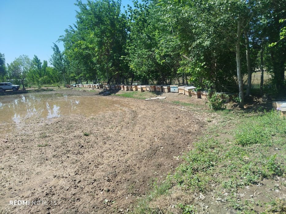 Asal ari va uyalari sotiladi.MANZIL BUXORO VILOYATI QORAKOʻL TUMAN