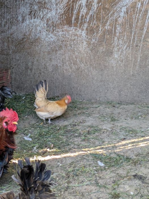 Găini rasă pitice