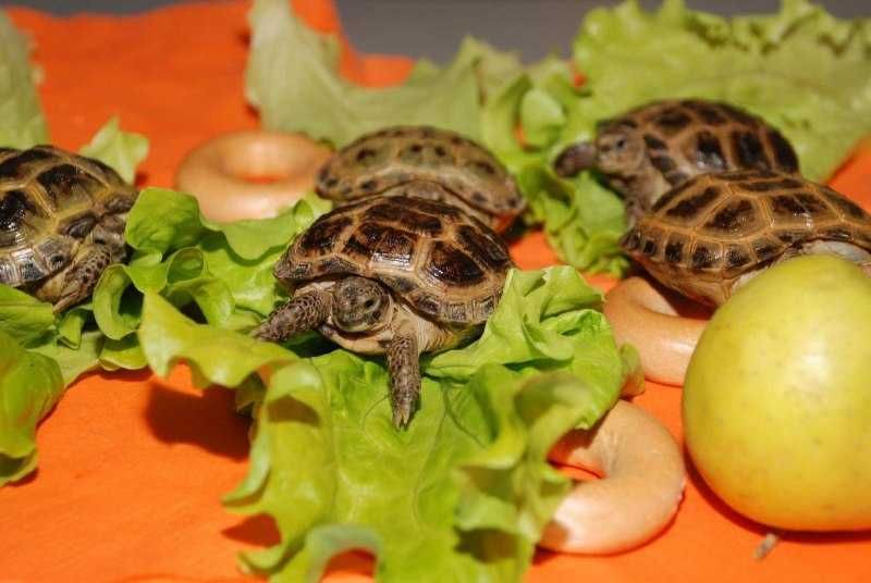 Toshbaqa маленкие черепахи чистые здаровые