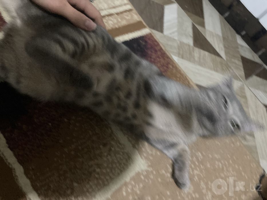 Кошка в хорошие руки