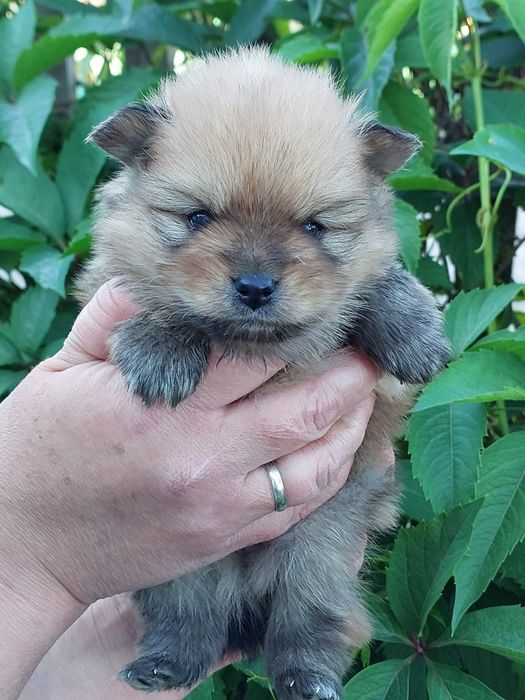 Продам щенков шпица.