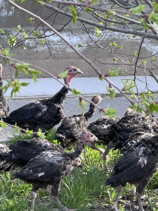 Күрке балапандар