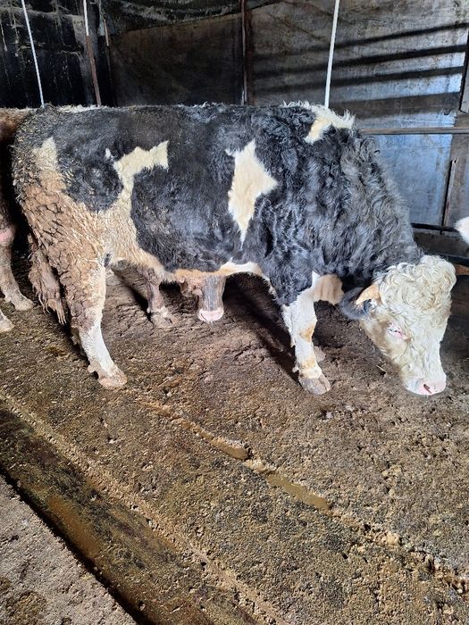 De vânzare doi tauri