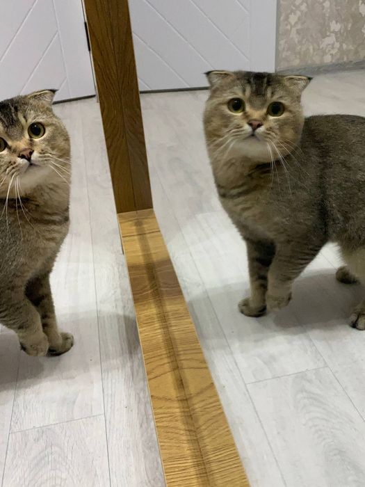 Scottish Fold zotli toza mushuk