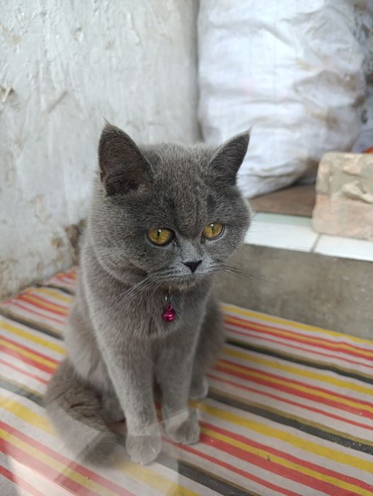Уй мушуги.киз бола