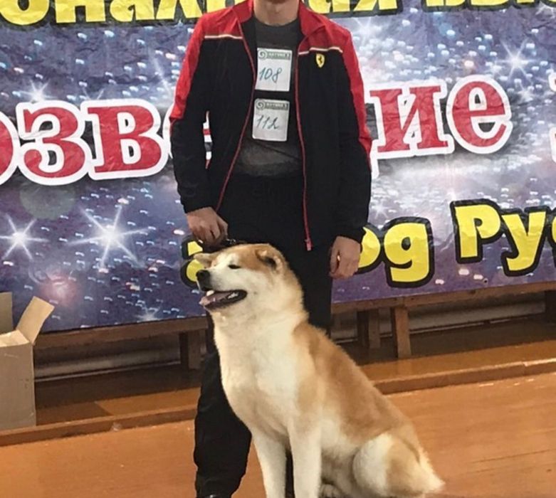 Щенки японской Акита ину