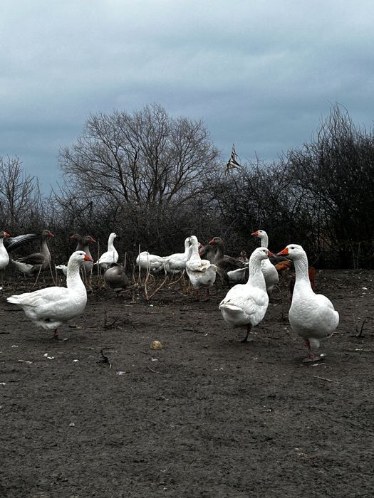 Gâște de vânzare
