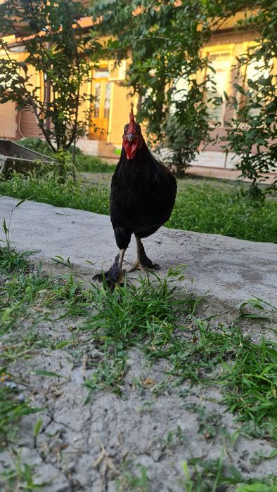 Xorozlar 2 ta, paypoqli