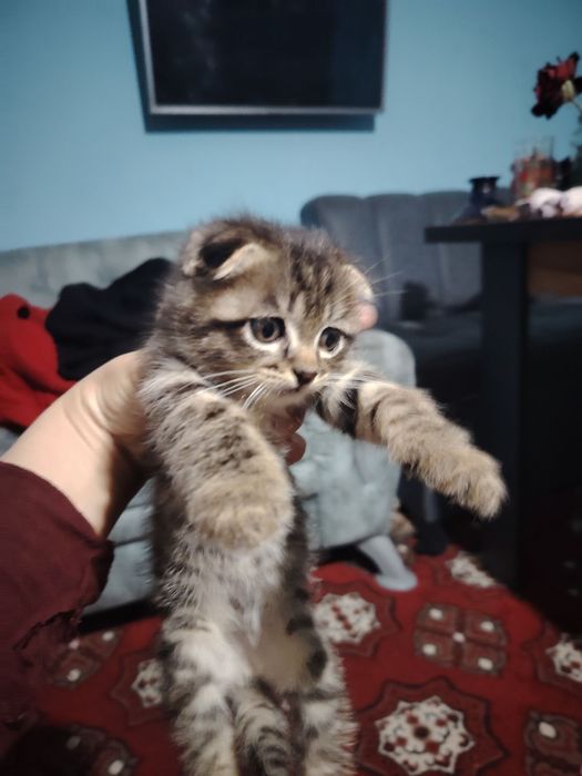 Syaminskiy mushuk sutdan chiqgan