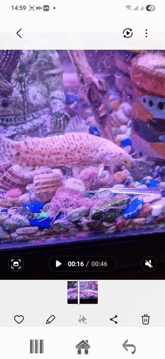 Продам таракатумов альбино.