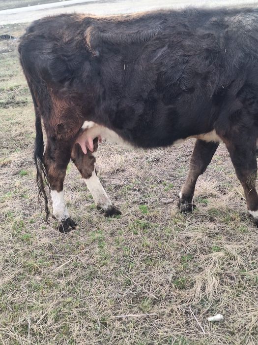 Коровы с телятами