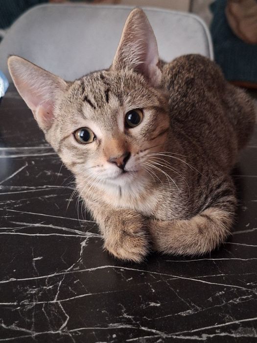 Отдам котёнка в заботливые руки