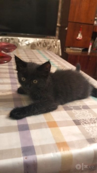 Отдам котят в хорошие руки