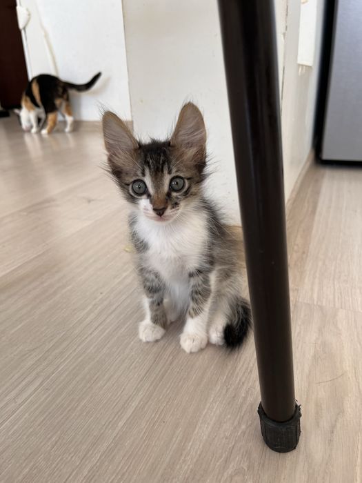 Отдам в добрые и ответственные руки