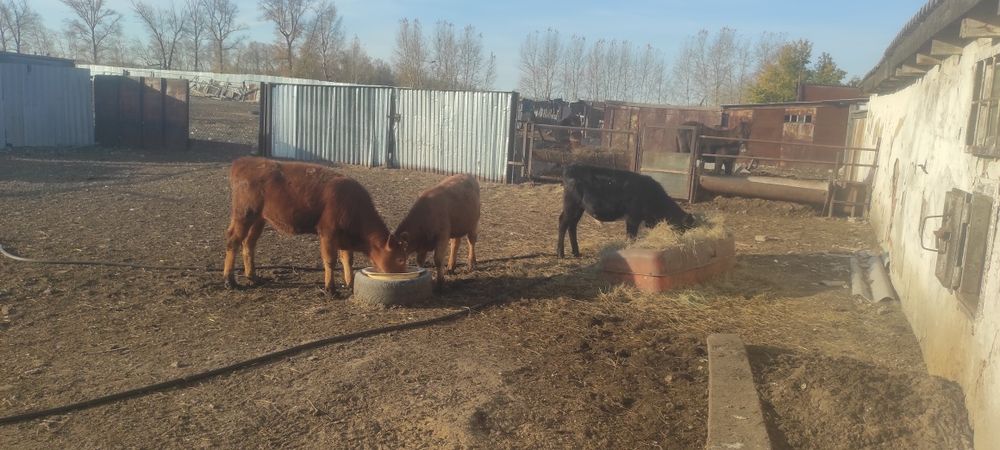 Продам телят с этого года