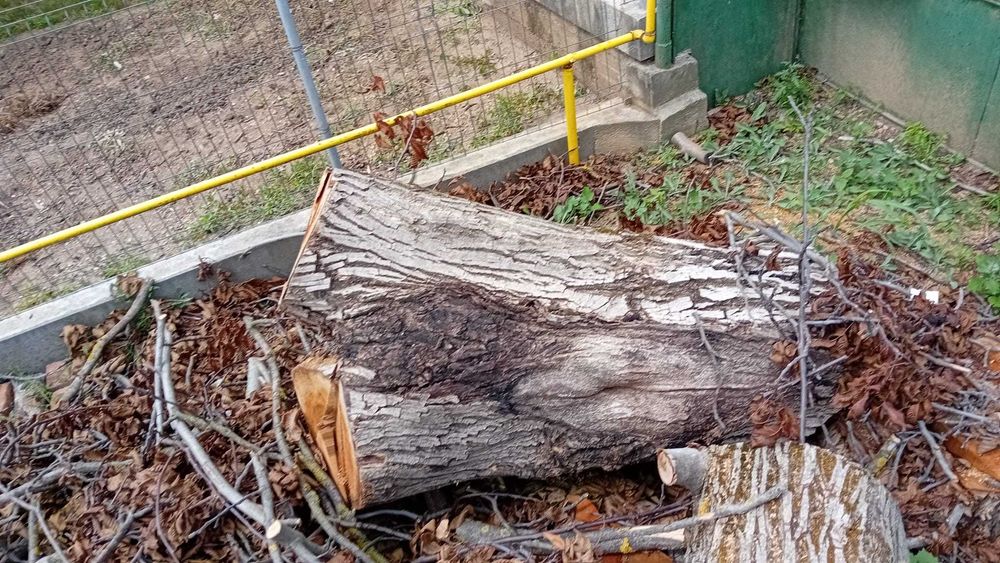 Trunchi de nuc taiat in 3 bucati Nu se ofera transport