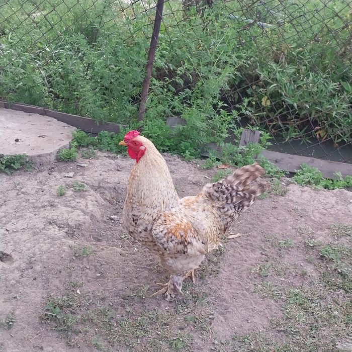 Продам домашний петух.