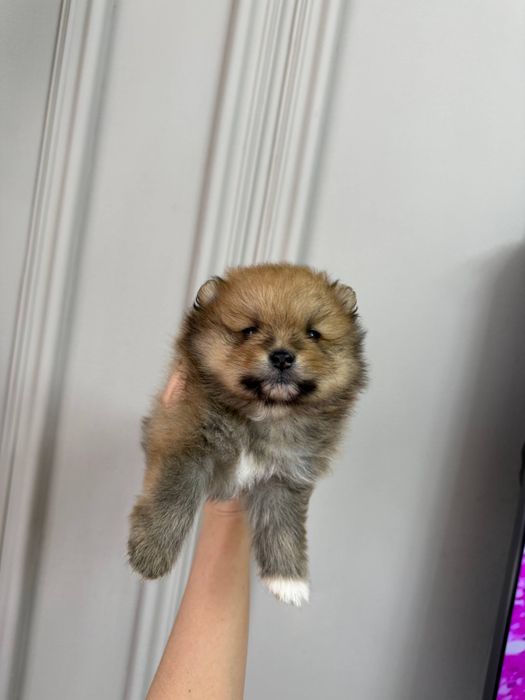 Продается щенок шпиц