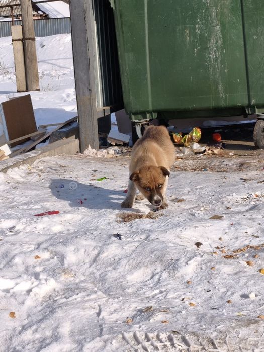 Щенок девочка с голубыми глазами
