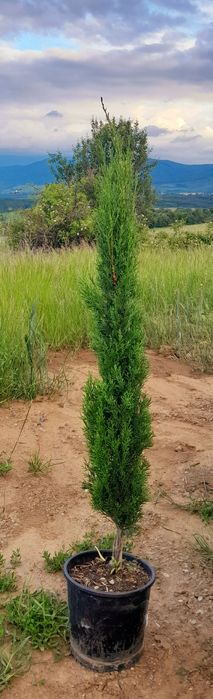 Кипарис Тотем Totem перфектни 90-100 см