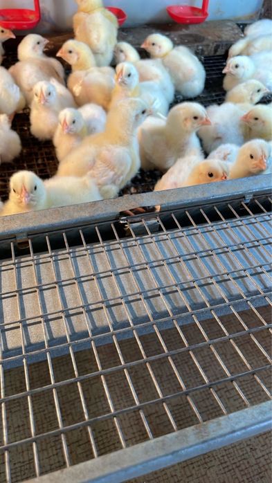 Продам цыплят утят гусей