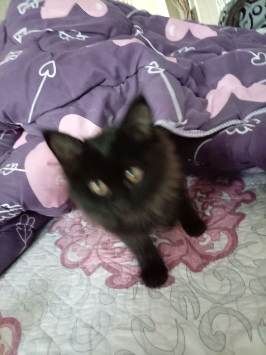 Отдам даром Котёнка в хорошие руки