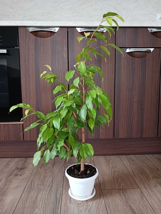 Фикус Бенджамин в бяла саксия - стайно растениe