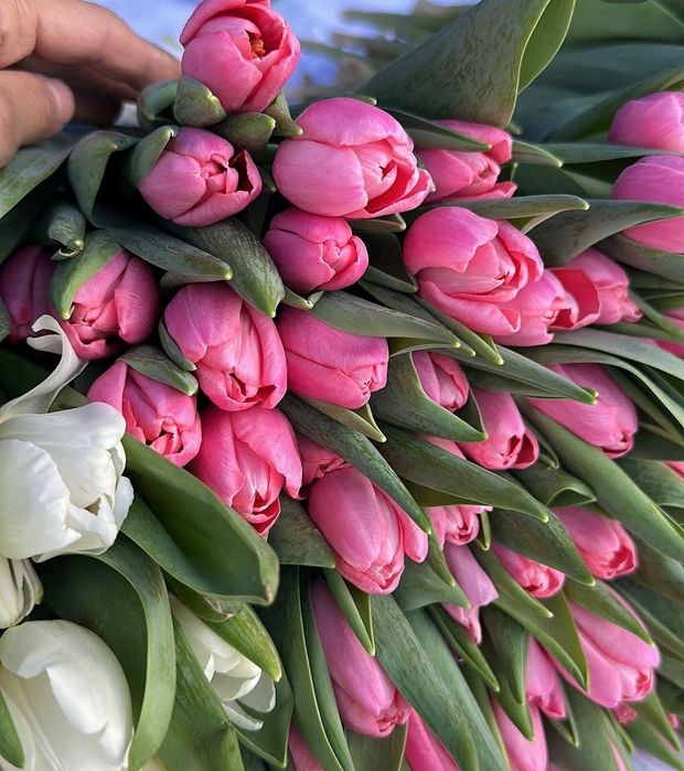 Голландские тюльпаны оптом и в розницу