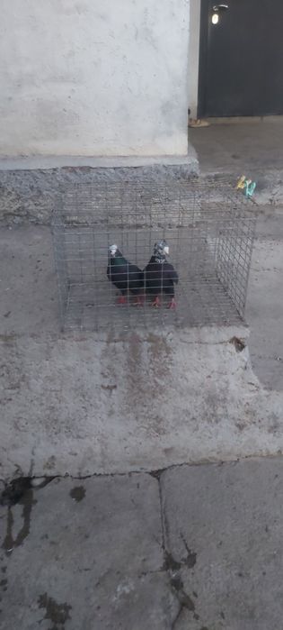 Рябагаловые чубати лиси пара