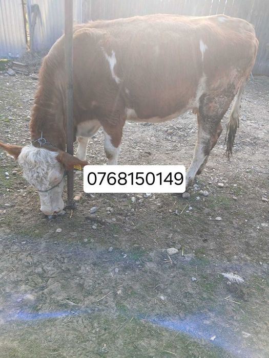 Se vinde vacă gestantă.