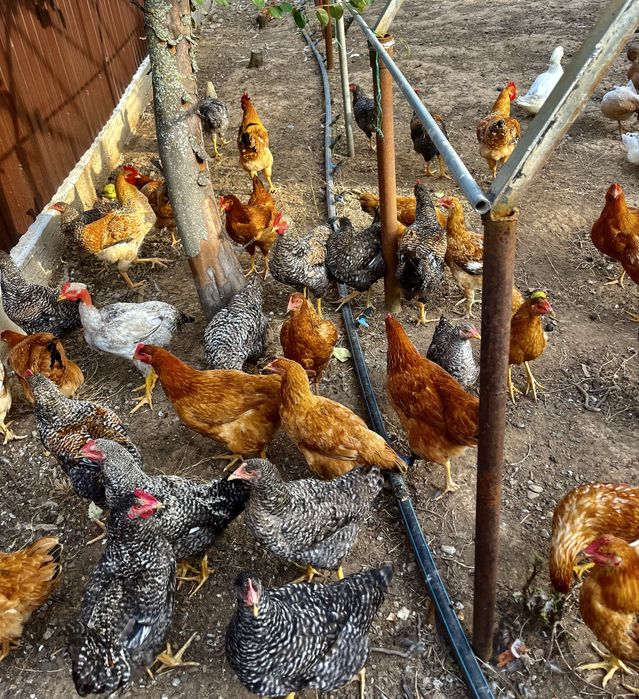 Ouă proaspete de țară – direct de la găini crescute natural