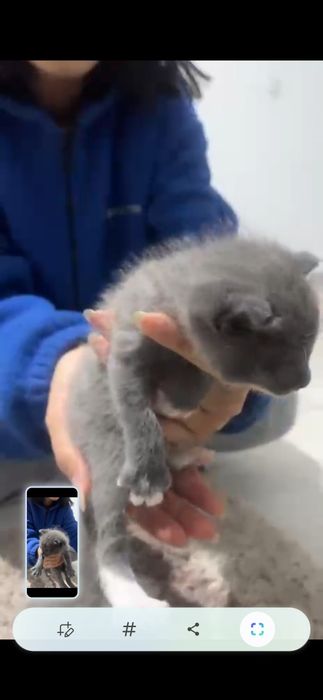 Котята в добрый руки