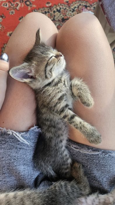 Котята 1,5 месяца