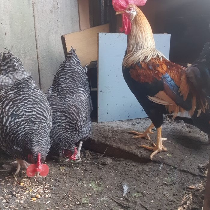 Gaini de vanzare!