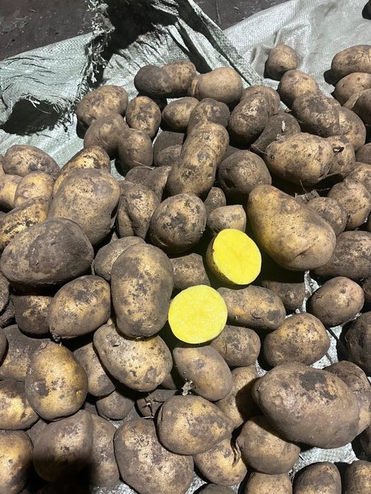 Продам Гала товарка картофель оптом