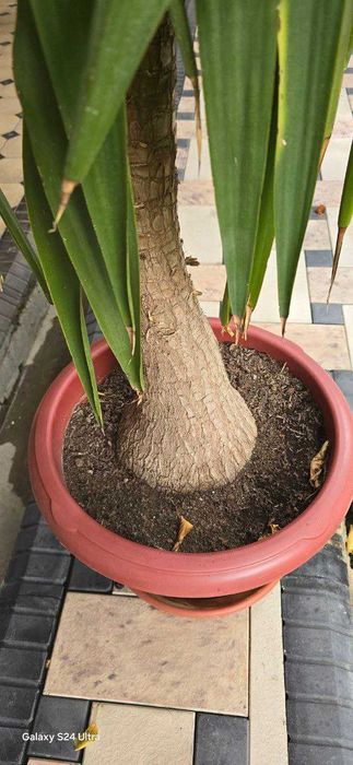 хонаки гул сотилади баландлиги 3м. xonaki gul sotiladi balandligi 3m