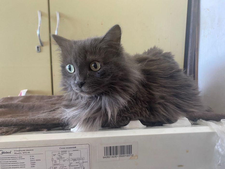 Уютные домашние хвостики