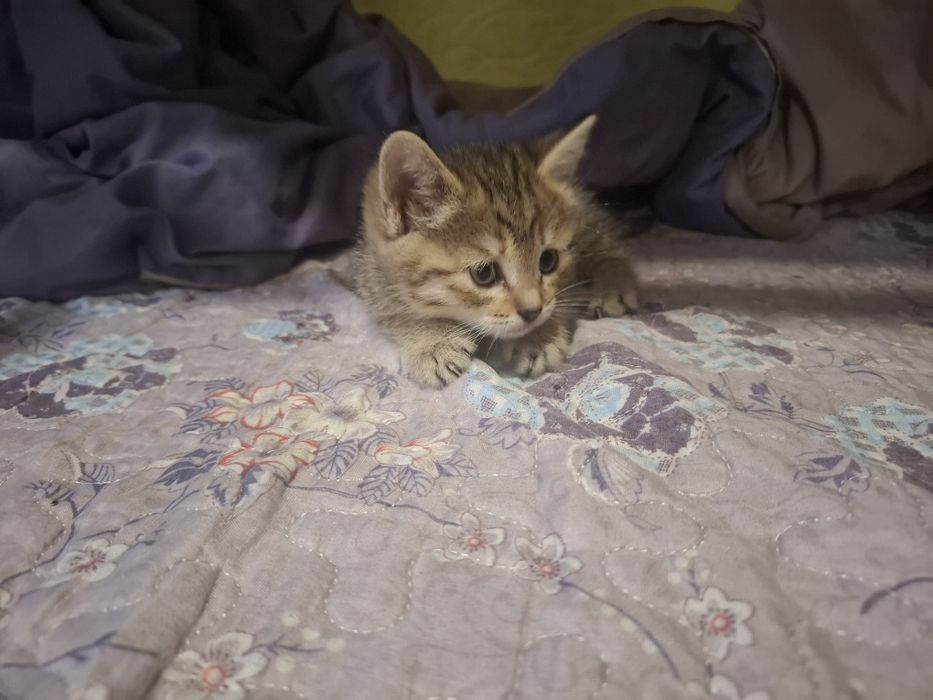 Отдам в добрые руки