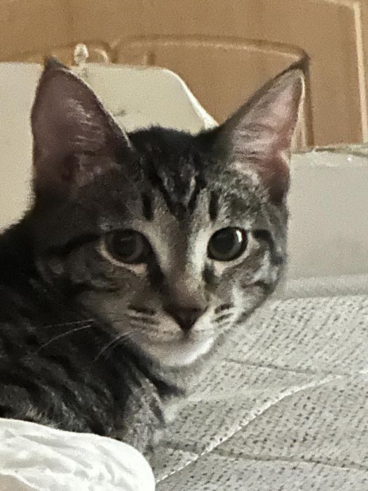 Отдам Бенгалку полукровку