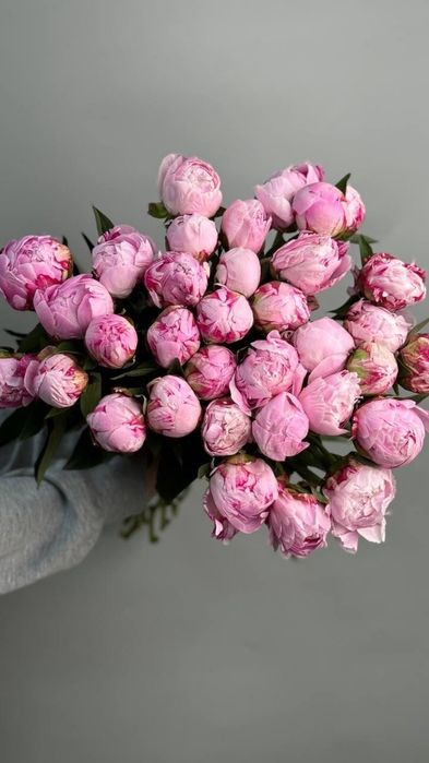 Пионы оптом и розницу