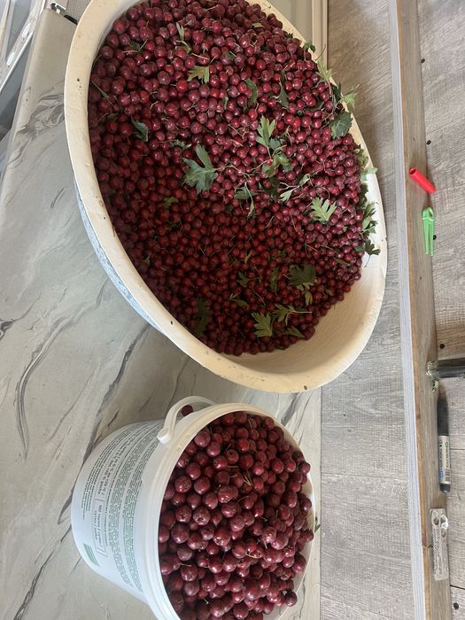 Продам боярышник