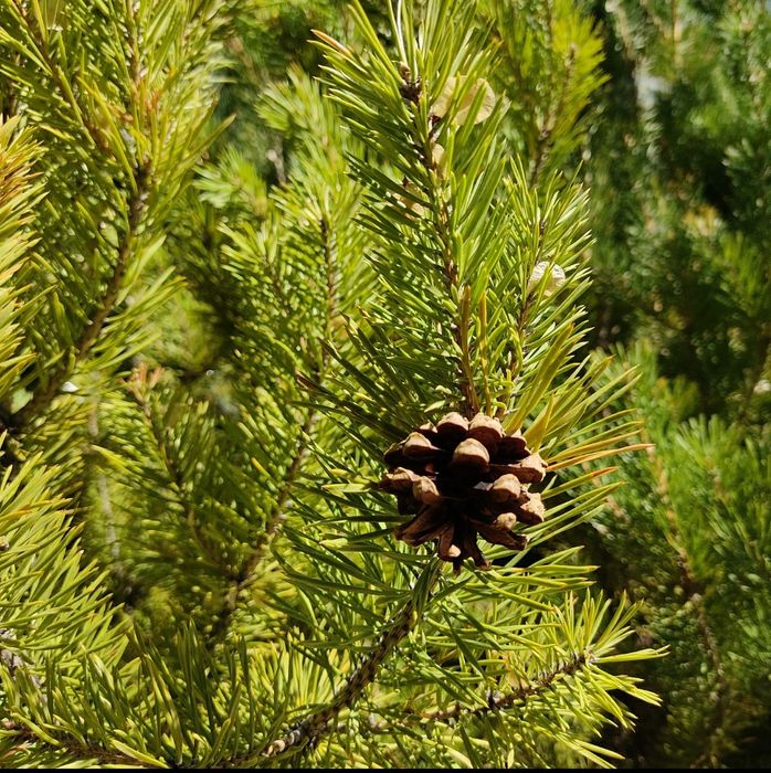 Сосна Мугус, Пуммиллио, горшок 2 л.