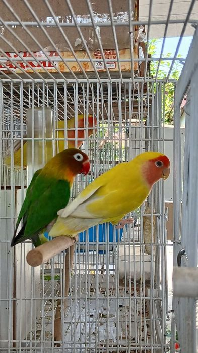 Nerazluchka para sotiladi