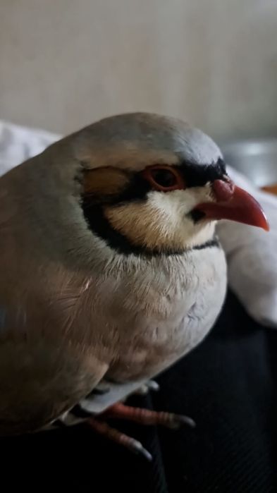 Продам самки самец