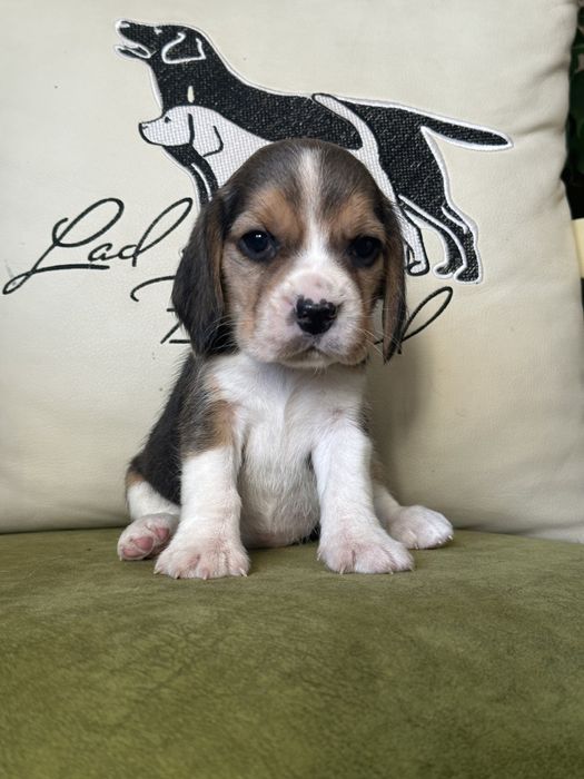 Щенки бигля, питомник, документы