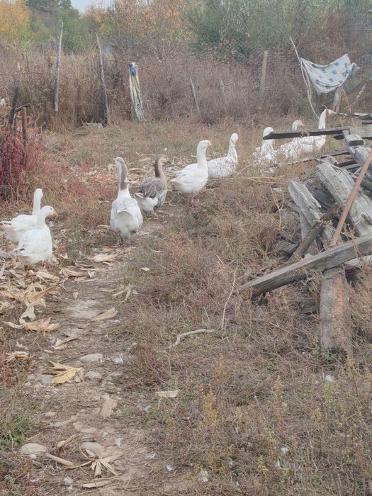 Vând 12 gâște românești crescute bio