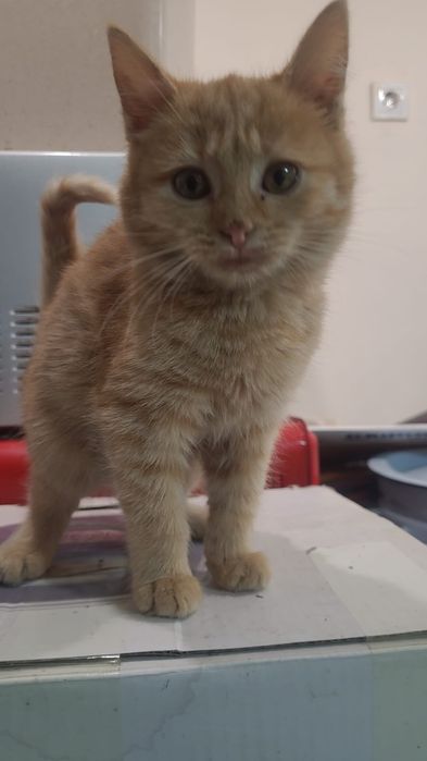 Котята мальчики и девочки 3-4 месяца