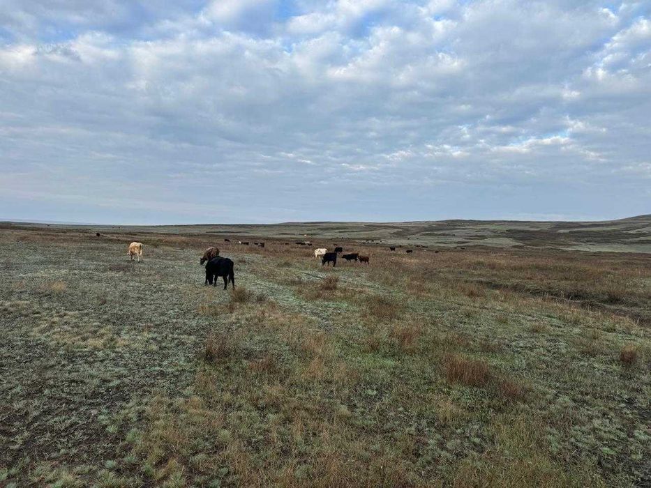 Продам крестьянское хозяйство