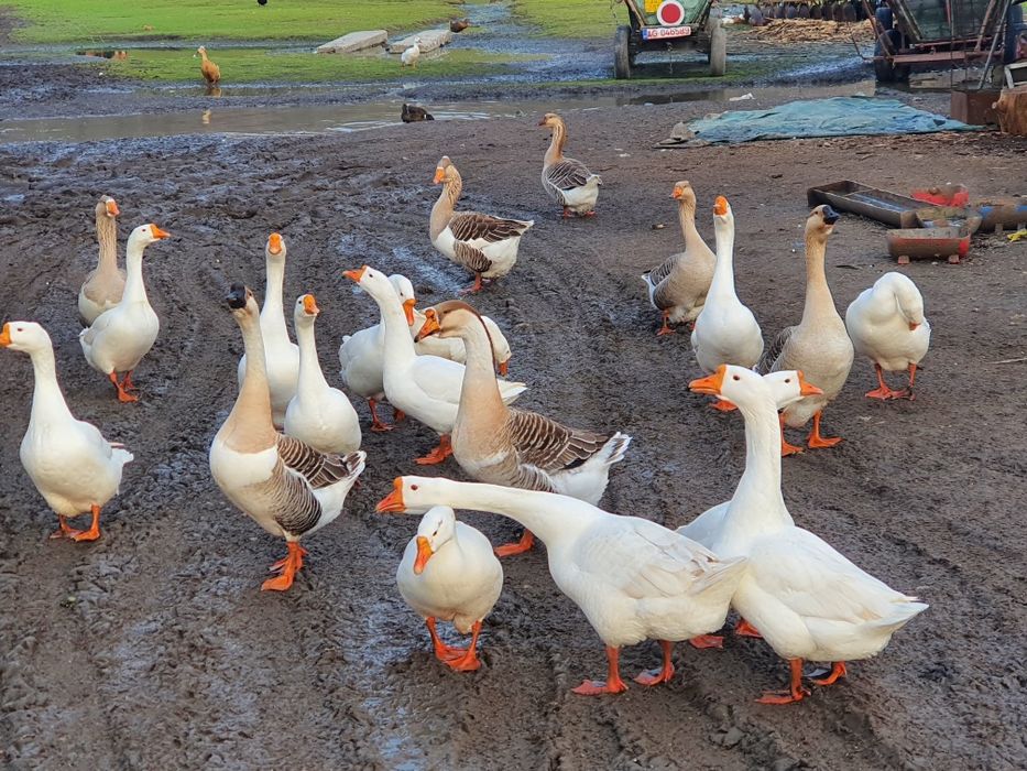 Iapa tractiune, semigrea si gaste