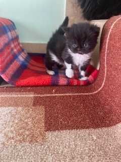 Персийски котета